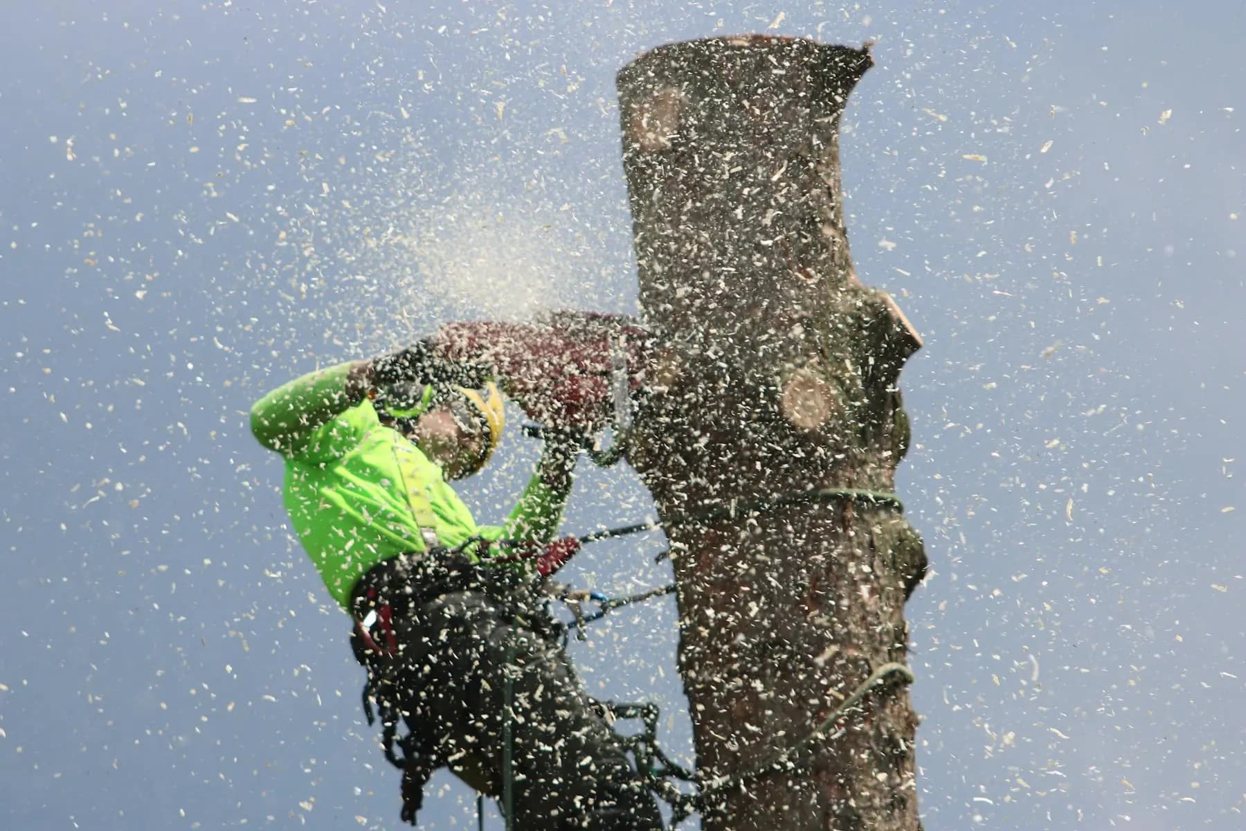 Tree service professional climbing with safety gear during residential tree work