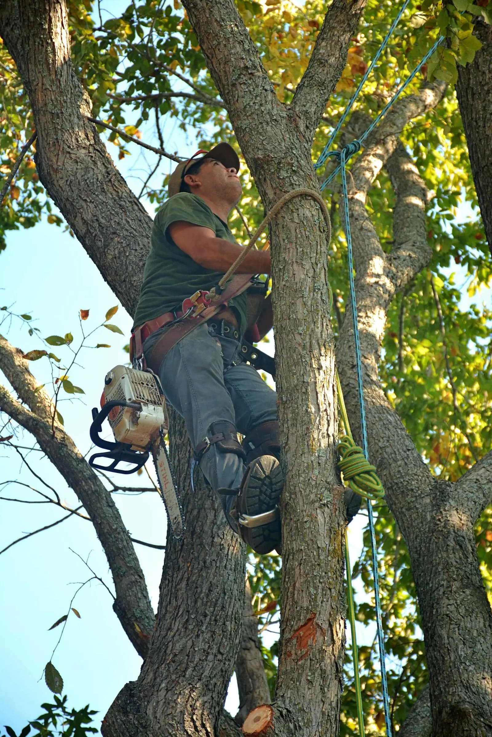 Tree service technician climbing a tree to perform professional pruning and maintenance