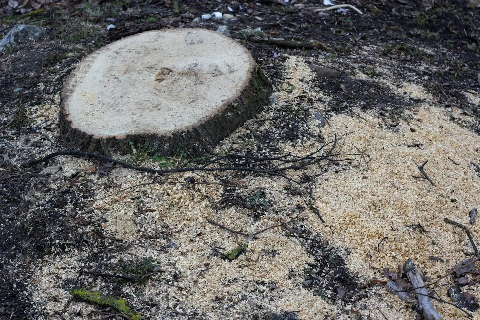 Fresh tree stump surrounded by sawdust after stump grinding and removal work