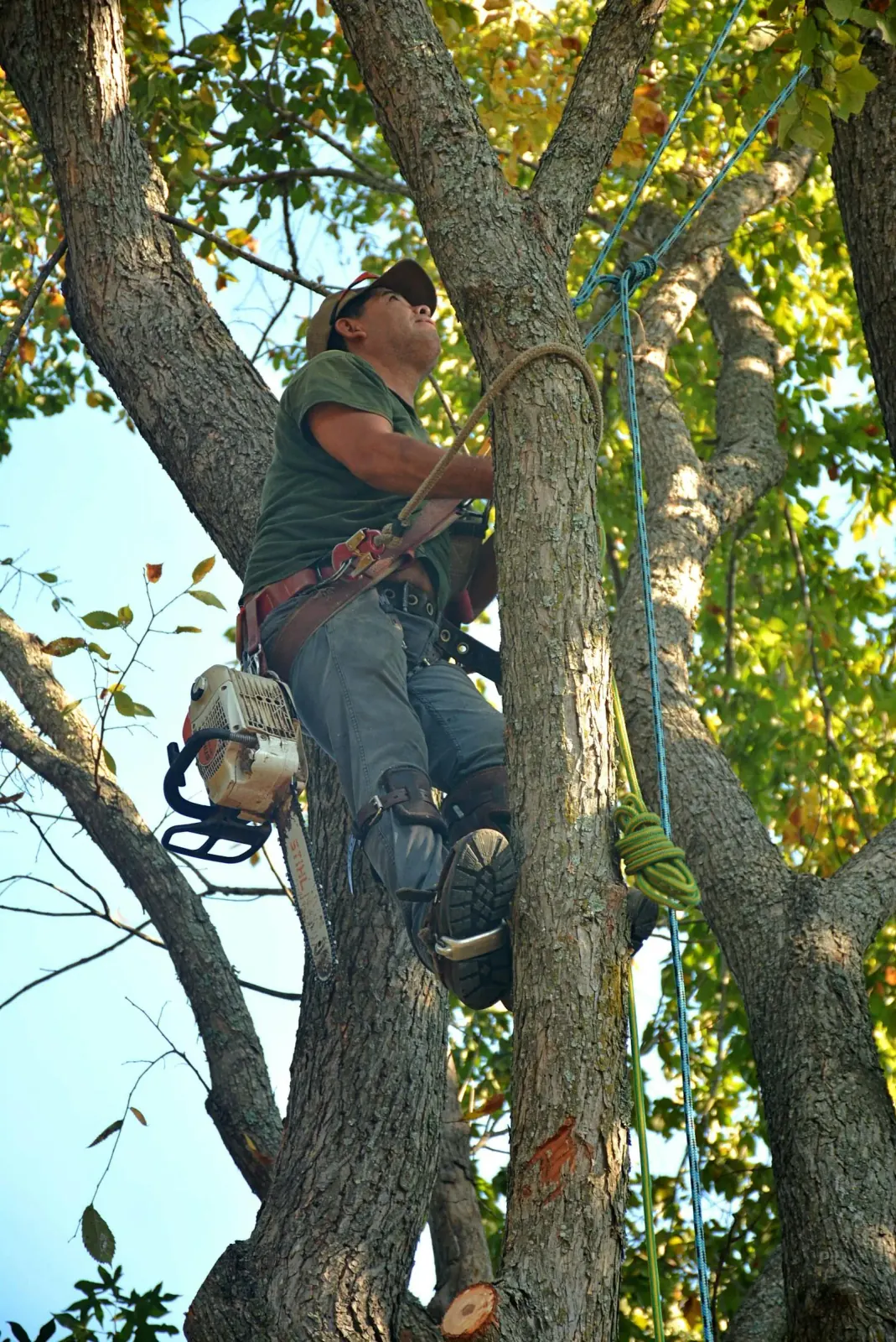 Tree service crew member in safety gear climbing for maintenance work