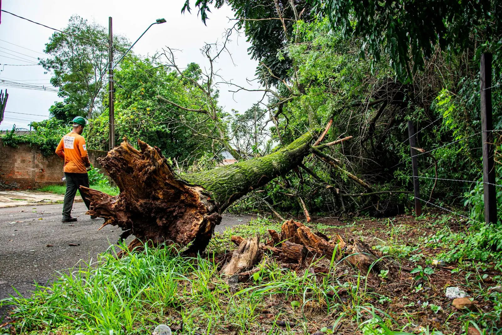 Crew clearing a fallen tree from a street after storm damage