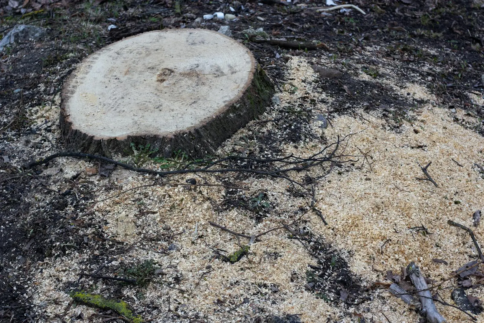 Fresh tree stump surrounded by sawdust after stump grinding and removal work